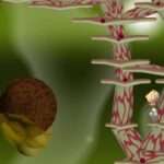 MUTAGEN by organzola